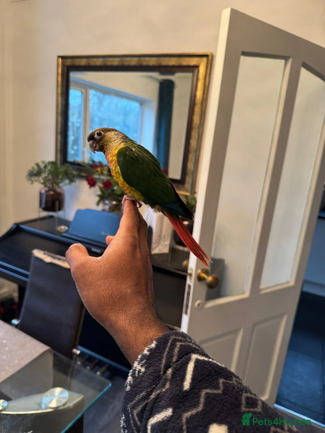 Conures birds for sale: HAND REARED GREEN CHEEKS CONURE  - Advert 8