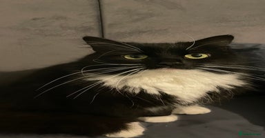 Mixed Breed cats - Advert 2