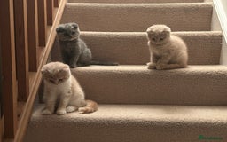 Scottish Fold cats for sale: 🩷🩷🌸Scottish Straight Girl Ready now 🩷🌸 in Haywards Heath - Image 25