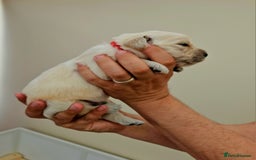 Golden Retriever dogs for sale: Beautiful pedigree golden retriver pups in Fareham - Image 7