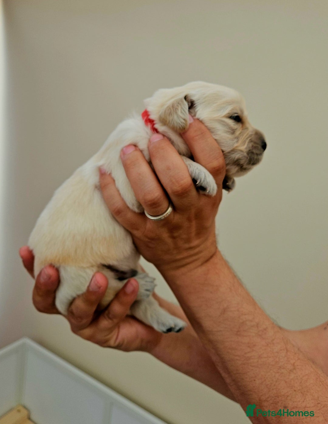 Golden Retriever dogs for sale: Beautiful pedigree golden retriver pups in Fareham - Image 7