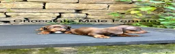 Miniature Dachshund dogs for sale: Miniature Dachsunds males and females - Advert 17