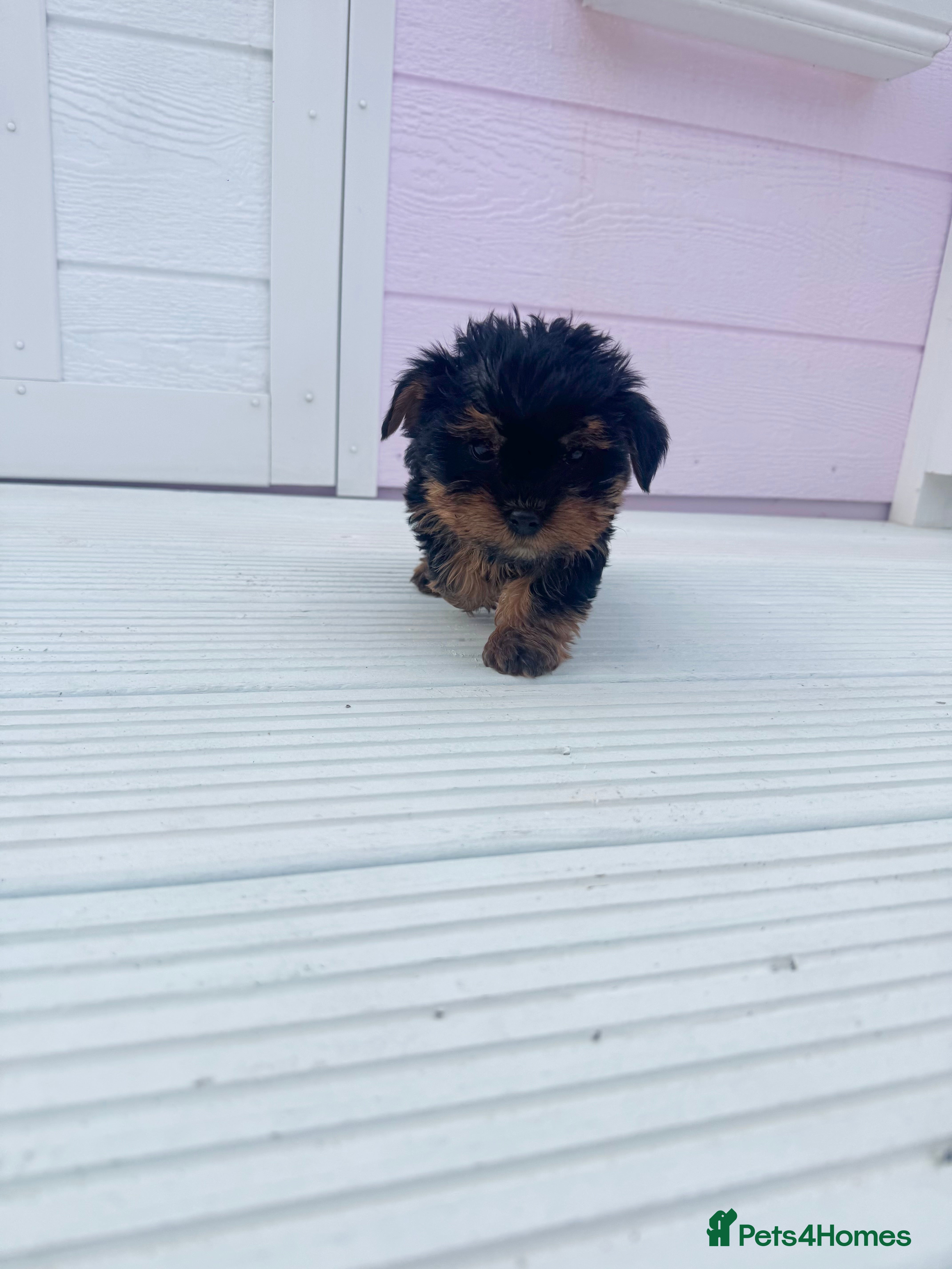 Yorkshire Terrier dogs Yorkshire terrier puppy’s 🐶 ready to leave  - Advert 2