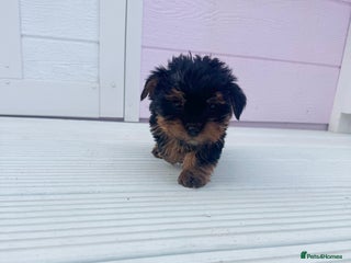Yorkshire Terrier dogs Yorkshire terrier puppy’s 🐶 ready to leave - Advert 3