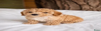 Cavapoo 10