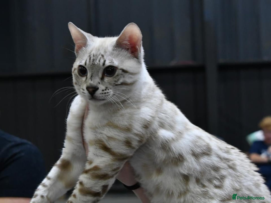 Bengal cats for sale: 😻🐈‍⬛OUTSTANDING PEDIGREE BENGAL 🐈‍⬛ 💯 - Image 16