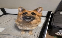German Shepherd dogs for sale: German shepard puppies  - Image 14