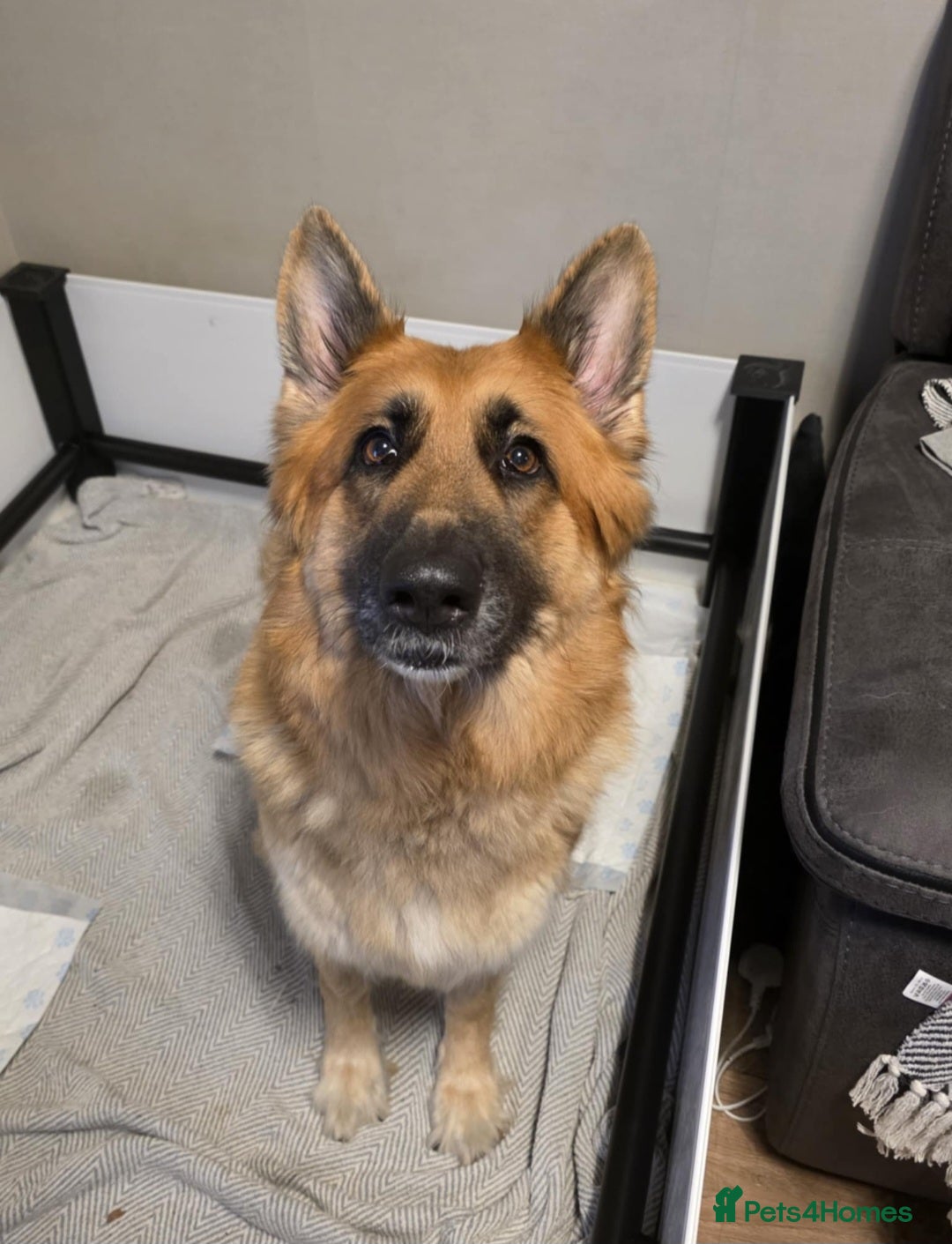 German Shepherd dogs for sale: German shepard puppies  - Image 14