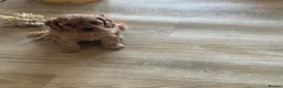 Cavapoo dogs for sale: 2 beautiful female cavapoos - Advert 24