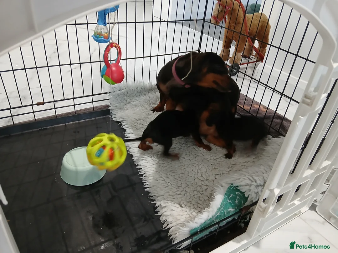 Miniature Dachshund dogs for sale: Miniature dachshund puppy's  - Advert 17