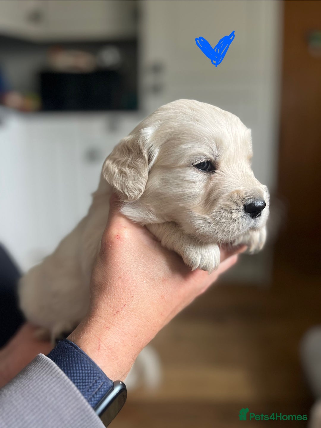 Golden Retriever dogs for sale: 🐾Three stunning golden retriever puppies. 🐾 - Image 11