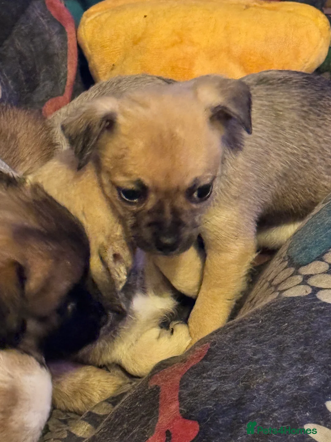 Chihuahua dogs for sale: Chihuahua pups - Advert 16