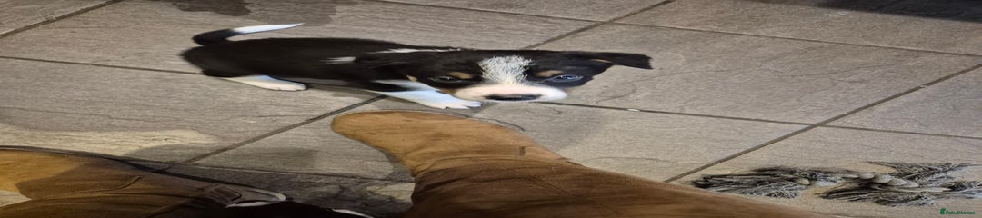 Border Collie Puppy 4