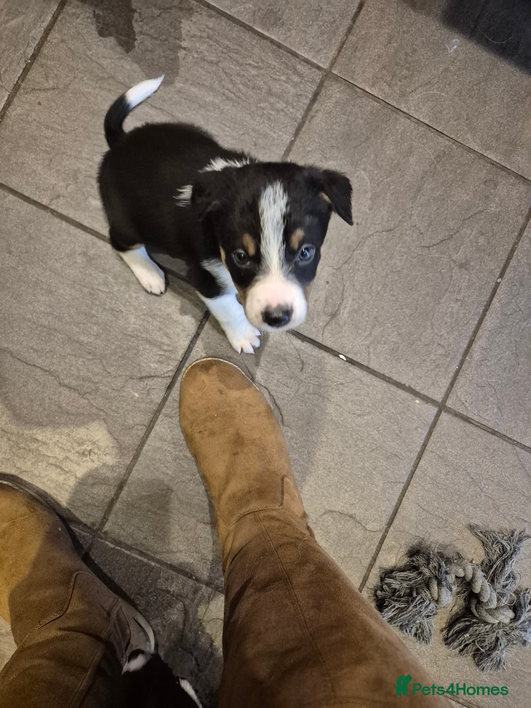 Border Collie dogs for sale: Border collie puppies ready 15th december - Advert 5