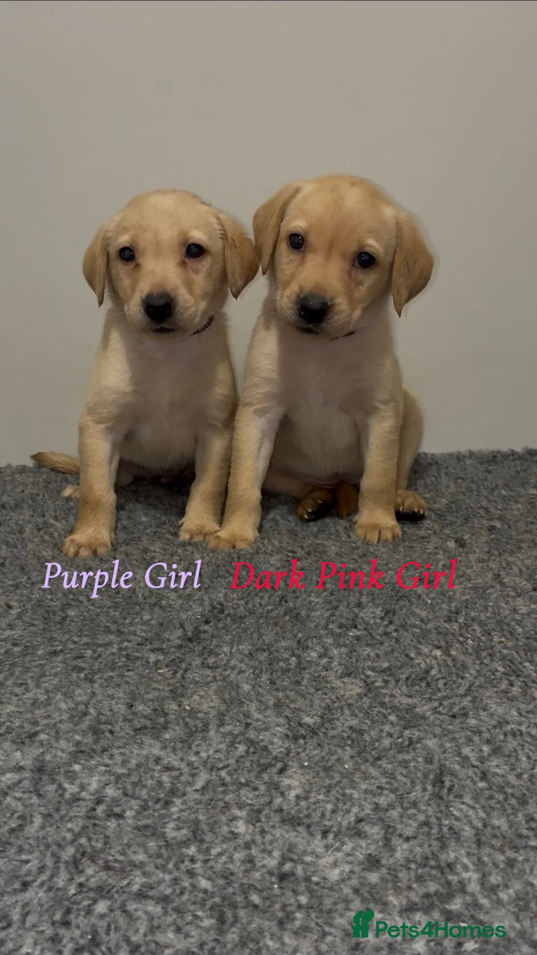 Labrador Retriever dogs for sale: 🐾 Exceptional KC Reg Labrador Puppies 🐾 - Advert 7