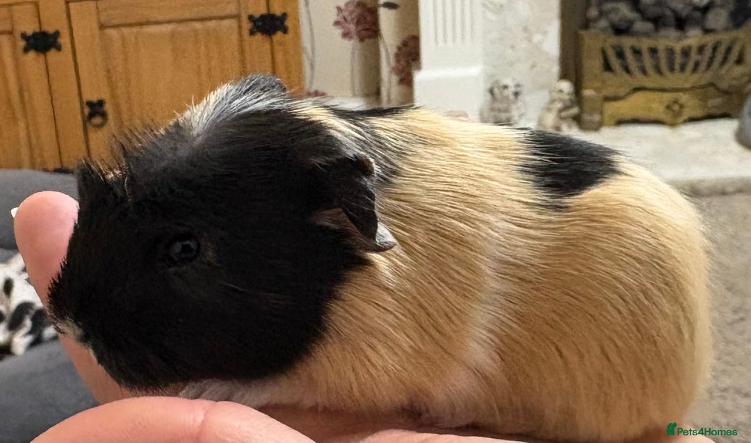 Guinea Pig rodents for sale: Baby male guinea pigs  - Advert 3
