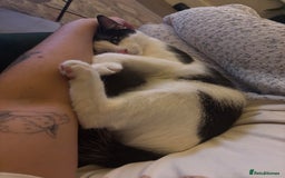 Domestic Shorthair cats for sale: OLDER kittens up for ADOPTION - Image 3