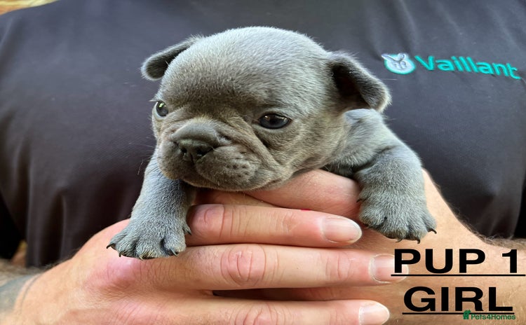 French Bulldog dogs - Advert 9