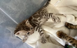 Bengal cats for sale: BEAUTIFUL BABY GIRL BENGAL TICA REG ready soon - Image 3