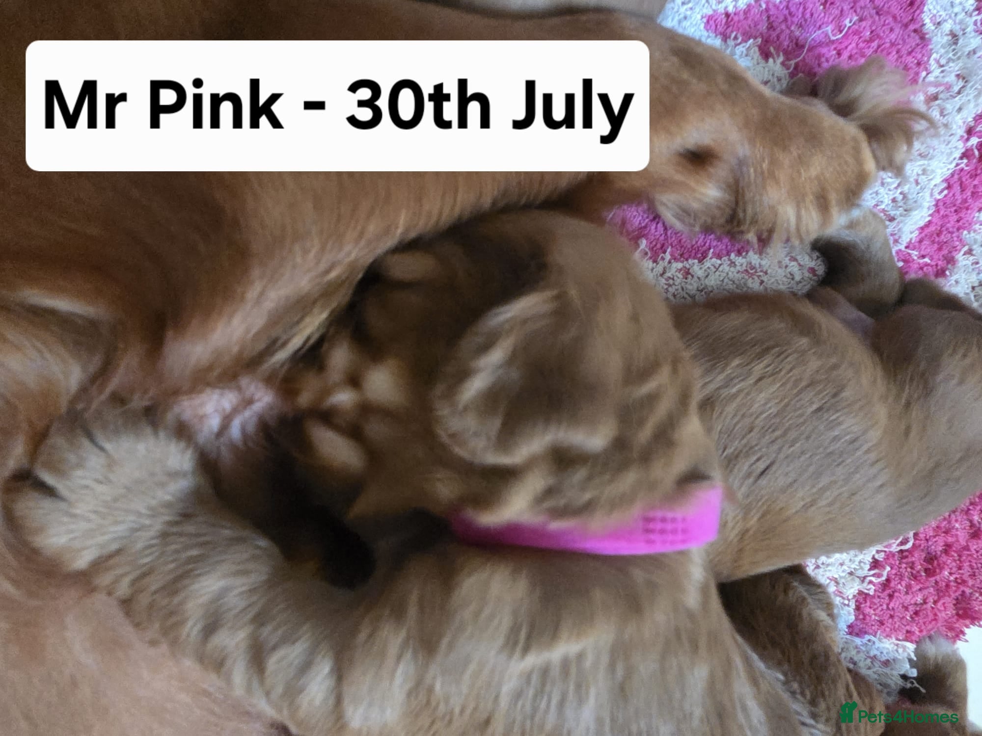 Cocker Spaniel dogs Red Working Cocker Spaniels - Advert 2