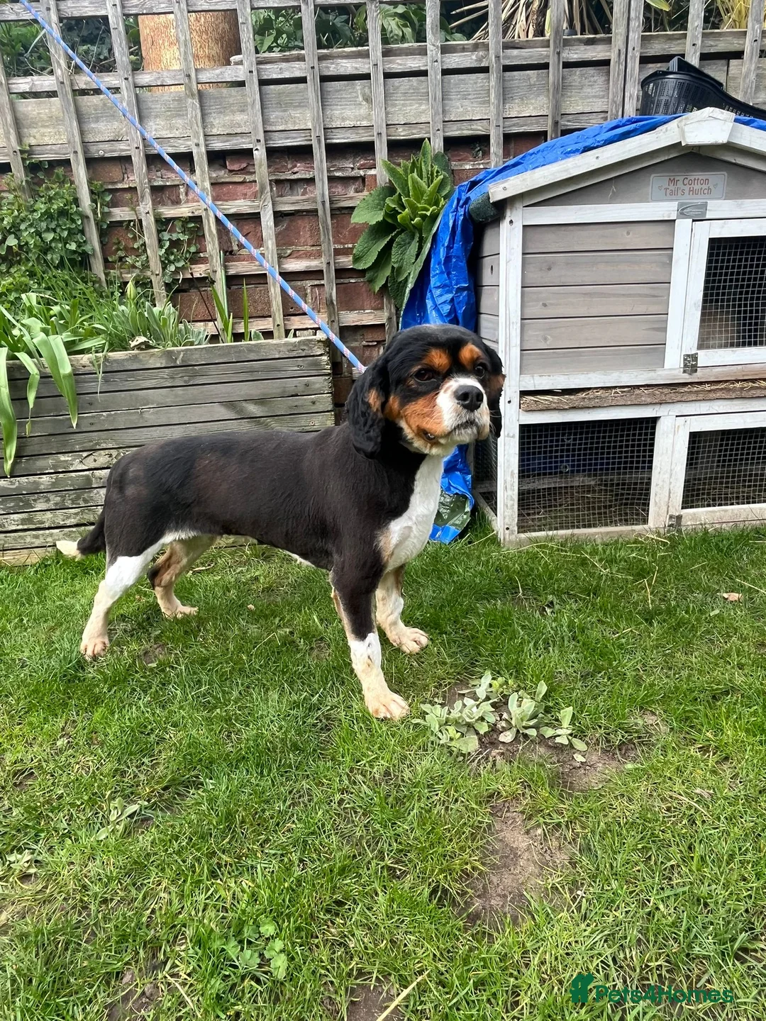 Cavalier King Charles Spaniel dogs for sale: Female Cavalier king Charles Spaniel - Advert 1