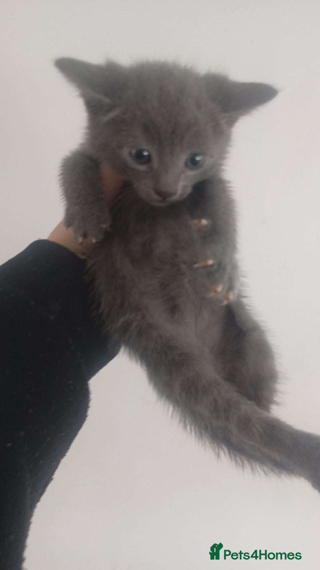 Bengal cats for sale: READY NOW 1 kitten left - Image 6
