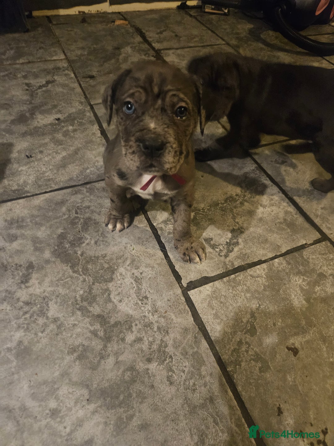 Cane Corso dogs for sale: Cane Corso Pups - Advert 8