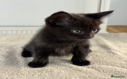 Ragdoll cats for sale: RAGDOLL MIX KITTENS FOR SALE - Image 7