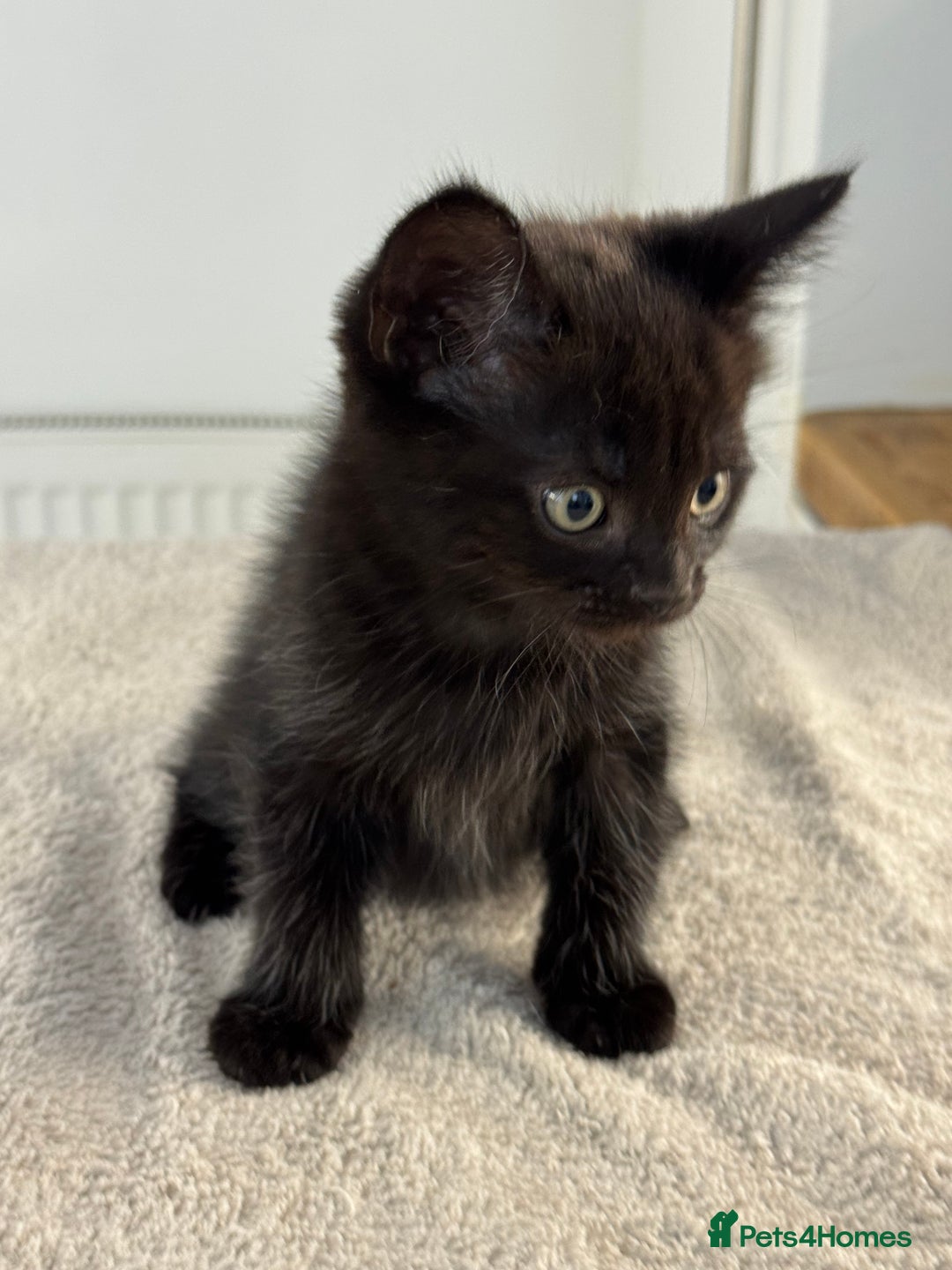 Ragdoll cats for sale: RAGDOLL MIX KITTENS FOR SALE - Image 7