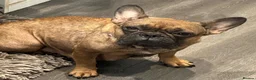 Mixed Breed dogs for sale: Cute puppies  - Advert 2