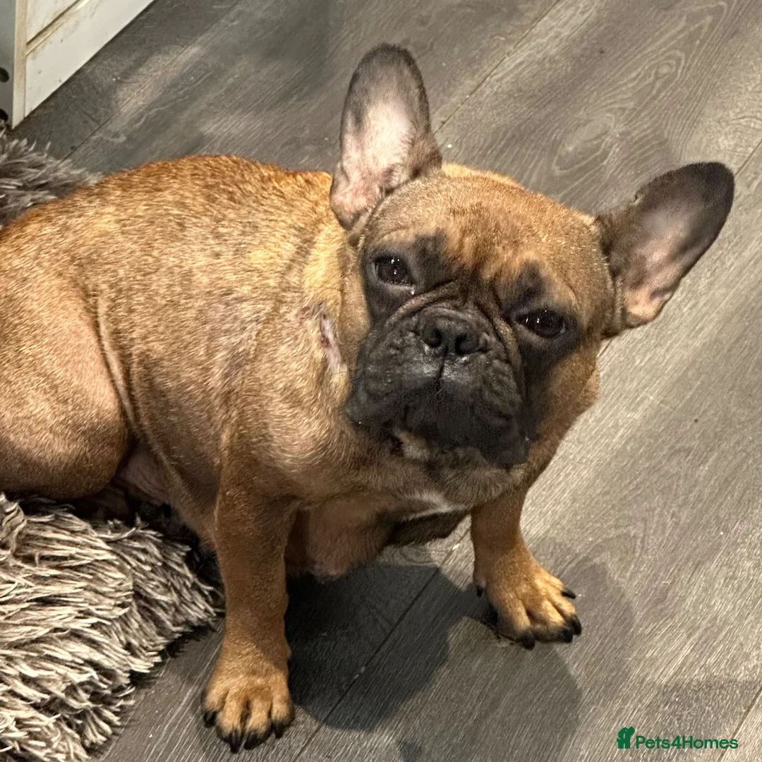Mixed Breed dogs for sale: Cute puppies  - Advert 2