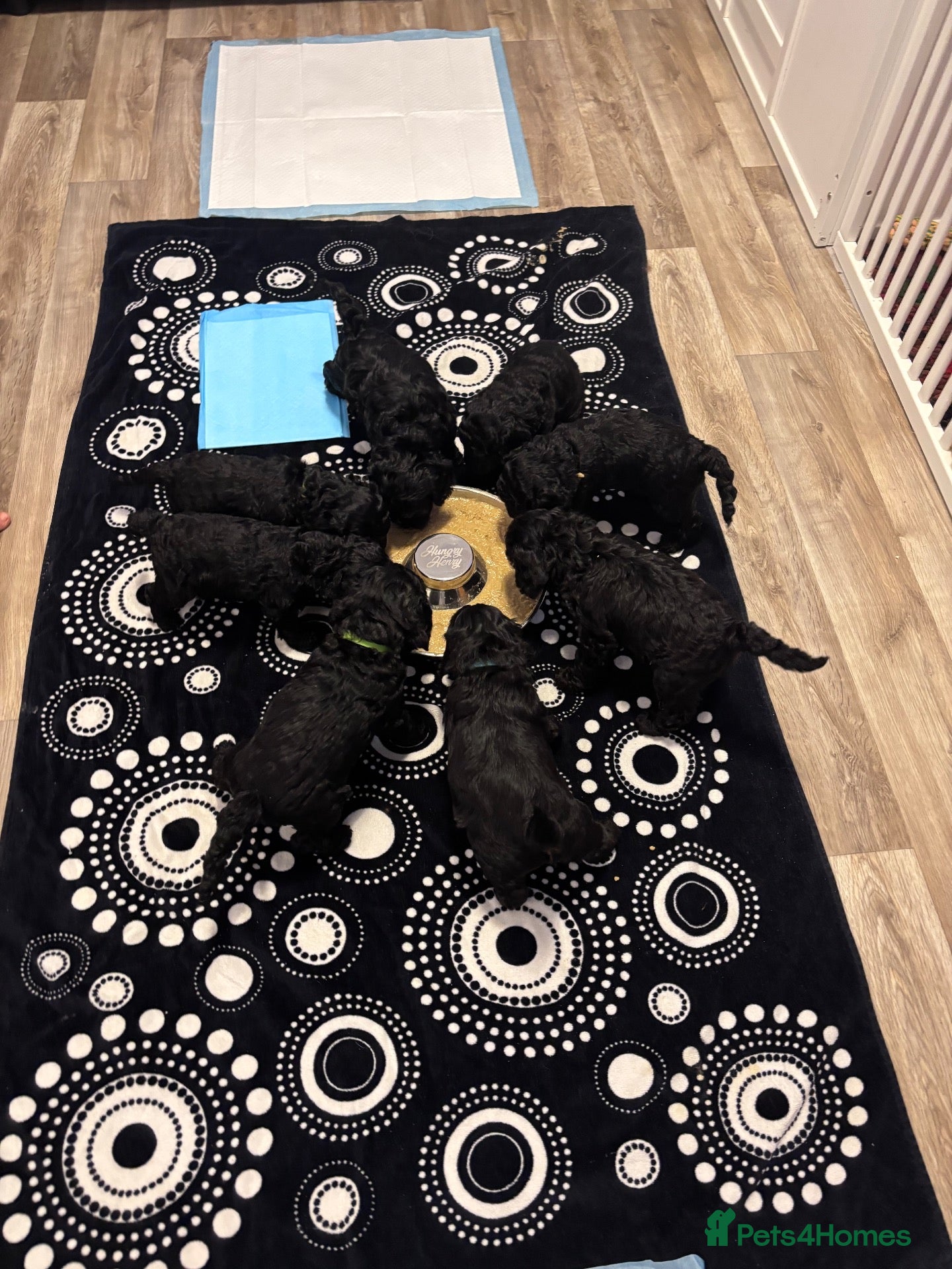 Cockapoo dogs for sale: Beautiful cockapoo puppies  - Advert 2