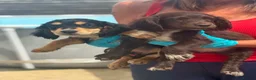 Cocker Spaniel dogs for sale: Cockerspaniel Puppies - Advert 3