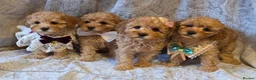 Miniature Poodle dogs for sale: four beautiful little red poodle girls - Advert 18
