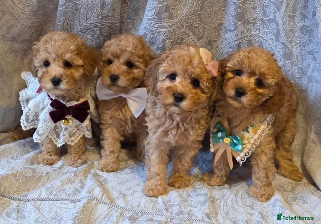 Miniature Poodle dogs for sale: four beautiful little red poodle girls - Advert 18