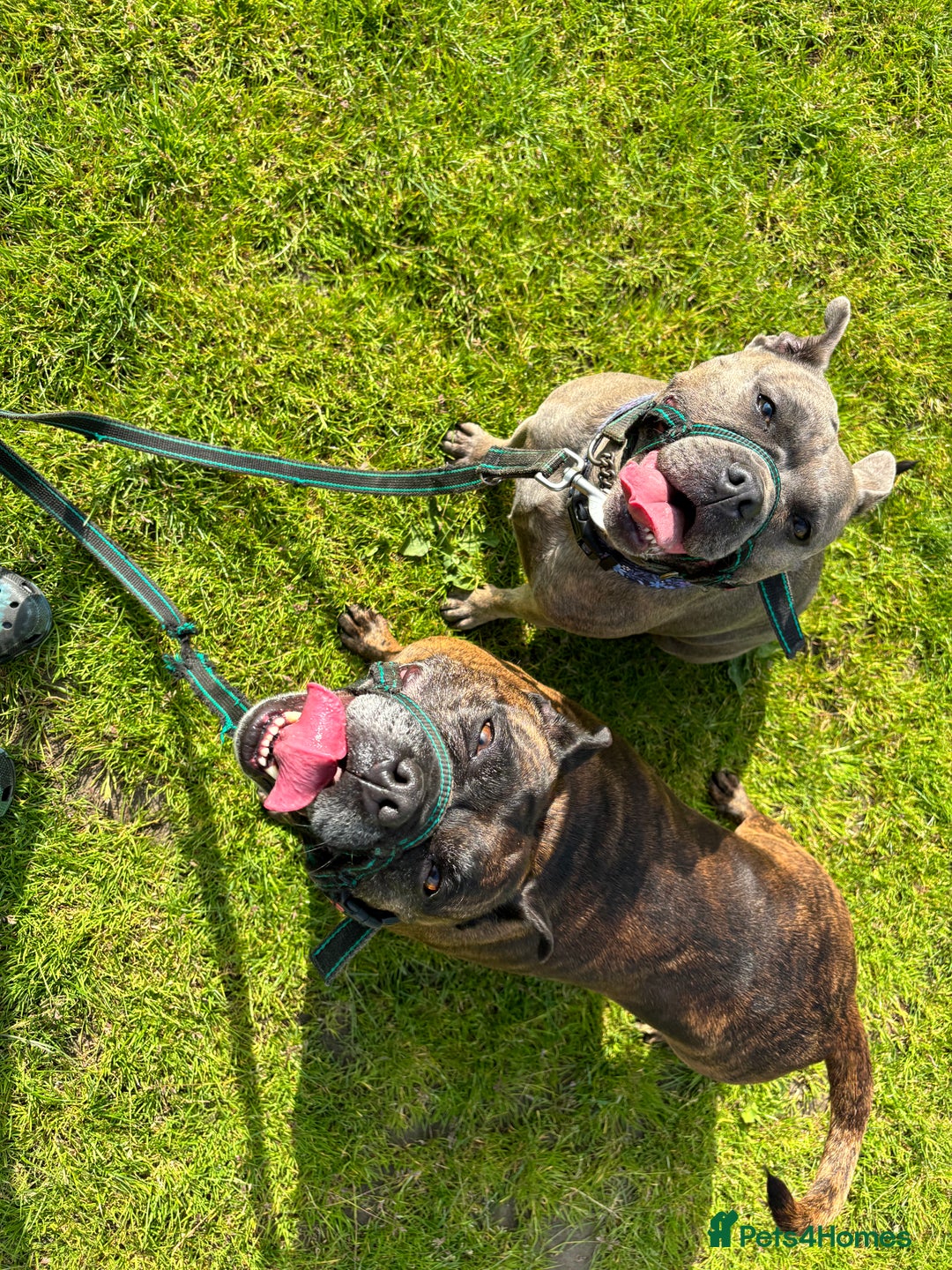 Staffordshire Bull Terrier dogs for sale: 2 Staffy Sisters  - Advert 4