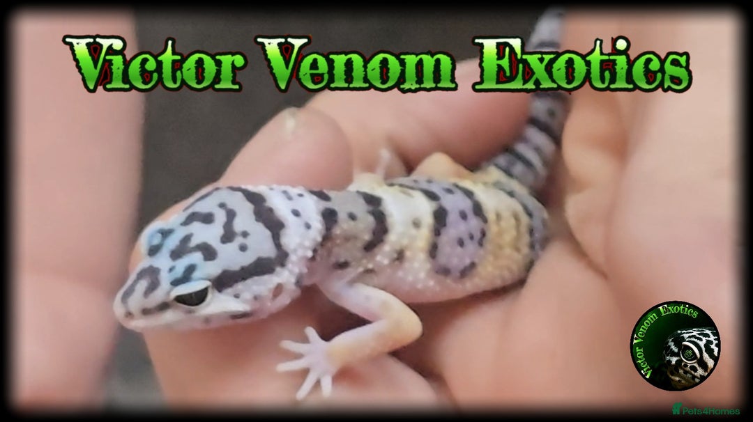 Leopard Gecko reptiles for sale: I Have 4 gorgeous Leopard Geckos available  - Image 2