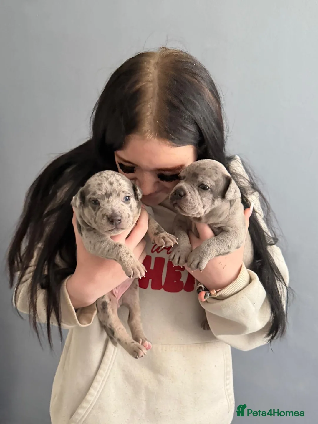 Staffordshire Bull Terrier dogs for sale: Beautiful Merle pocket Bully x staffy pups - Advert 2