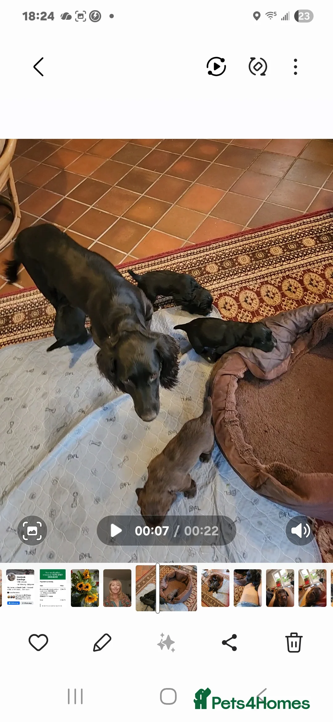 Cocker Spaniel dogs for sale: Cocker spaniel puppies in Exeter - Advert 1
