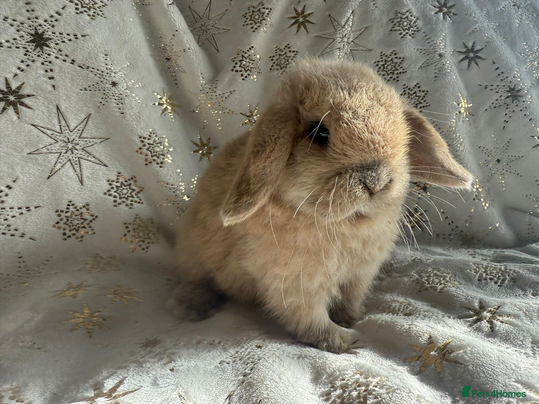 Mini Lop rabbits for sale: Mini Lops Ready Now - Advert 2