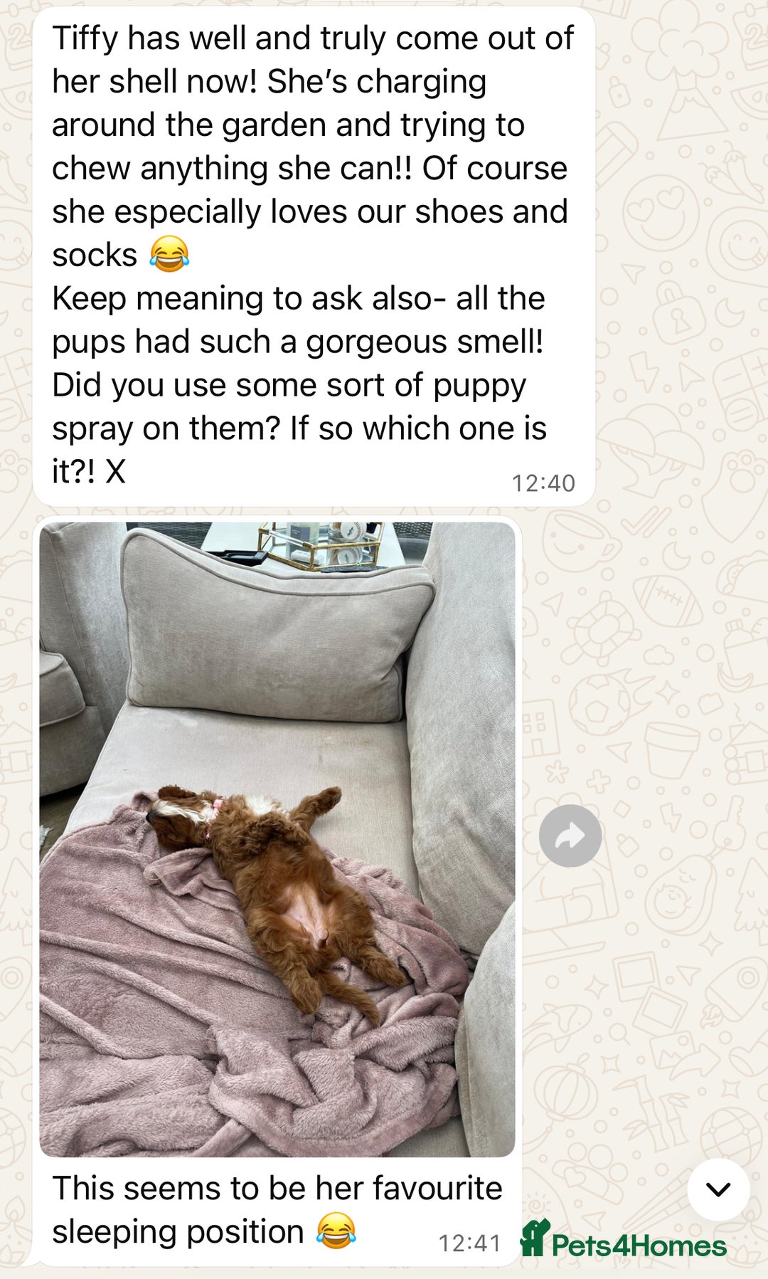 Cavapoo dogs for sale: Top Class Extensively tested Toy Cavapoo pups - Advert 27