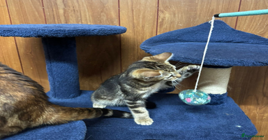Bengal cats - Advert 11