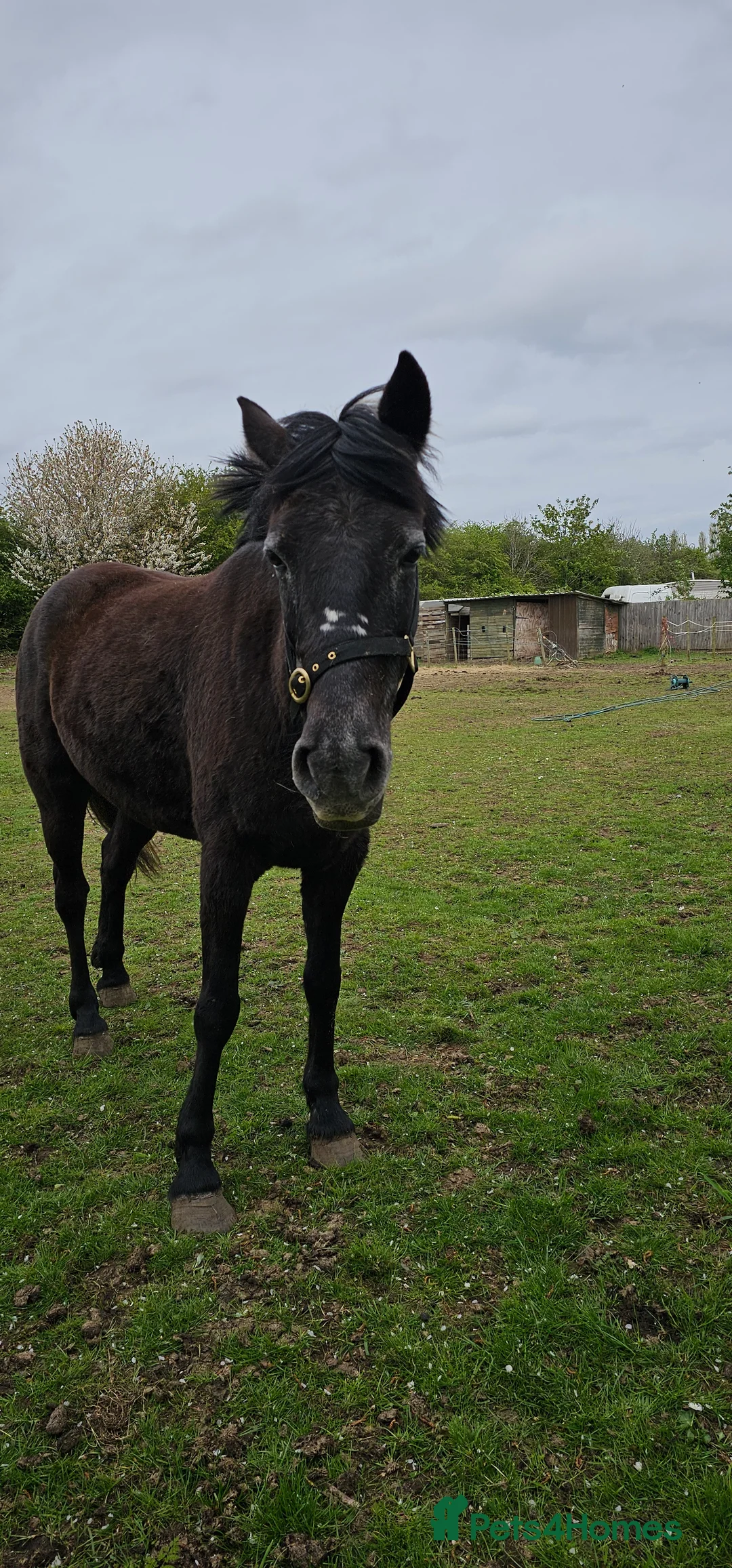 Connemara horses for sale: Beauty - Advert 2