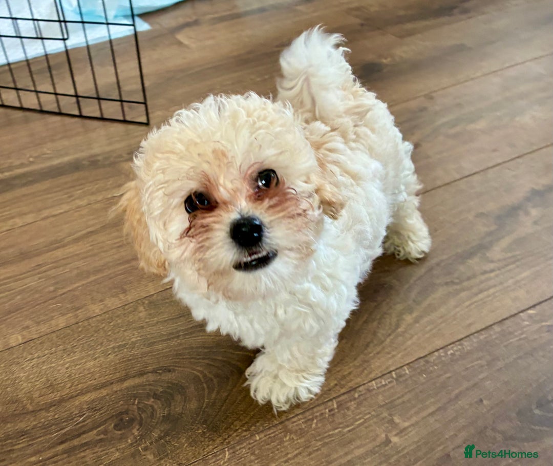 Shihpoo dogs for sale: Fluffy Teddybear pups - 2 boys left - Cute Shihpoo in Burnham-on-Crouch - Image 14