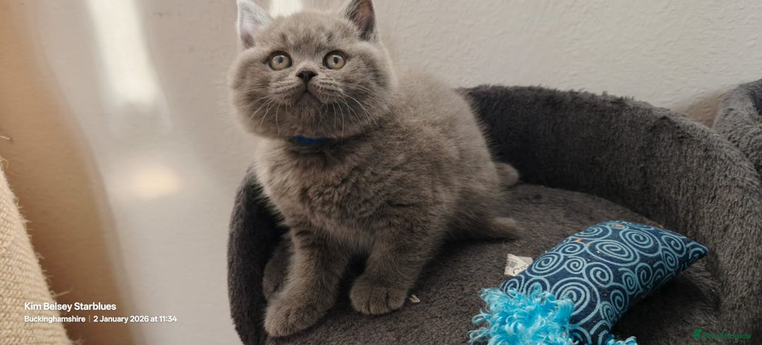British Shorthair cats for sale: GCCF Reg pedigree Blue and Black Kittens  - Advert 5