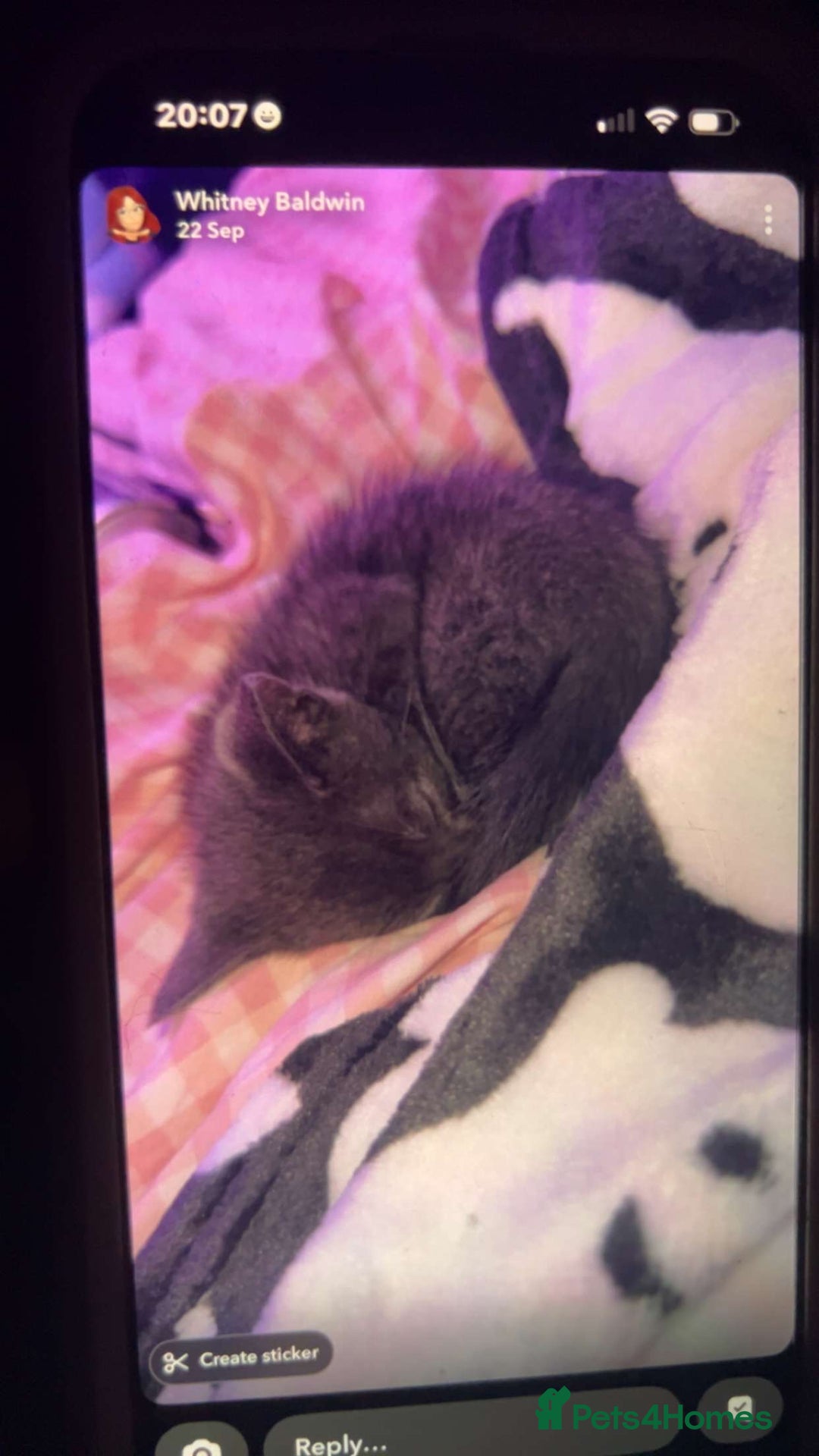 British Shorthair cats for sale: Two beautiful kittens for sale  - Image 2