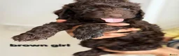 Cockapoo dogs for sale: Rare cockapoo pups with mix blue eyes colour - Advert 4