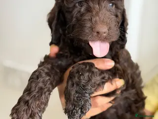 Cockapoo dogs Rare cockapoo pups with mix blue eyes colour - Advert 1