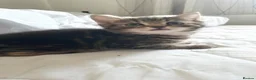 Mixed Breed cats for sale: Stunning girl kittens  - Advert 3