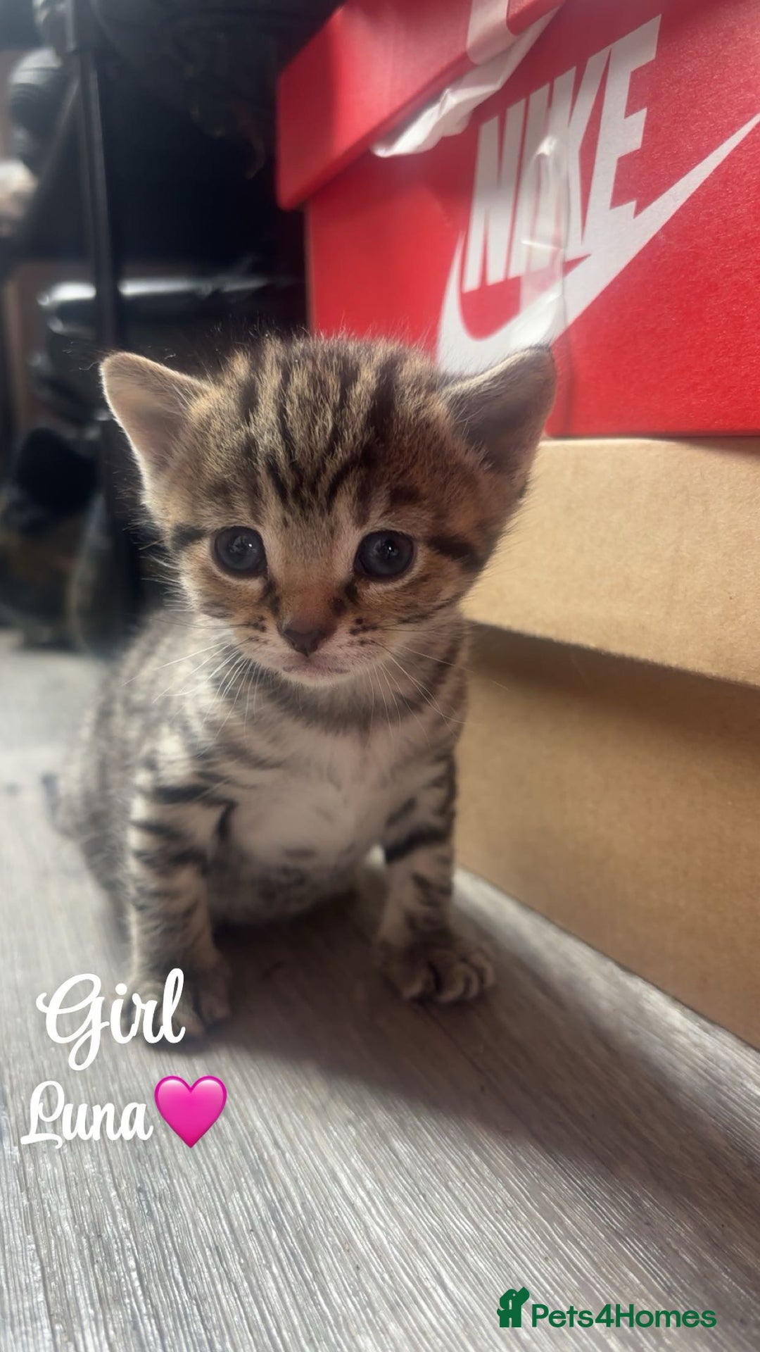 Domestic Shorthair cats for sale: Kittens for sale🥰! - Image 5